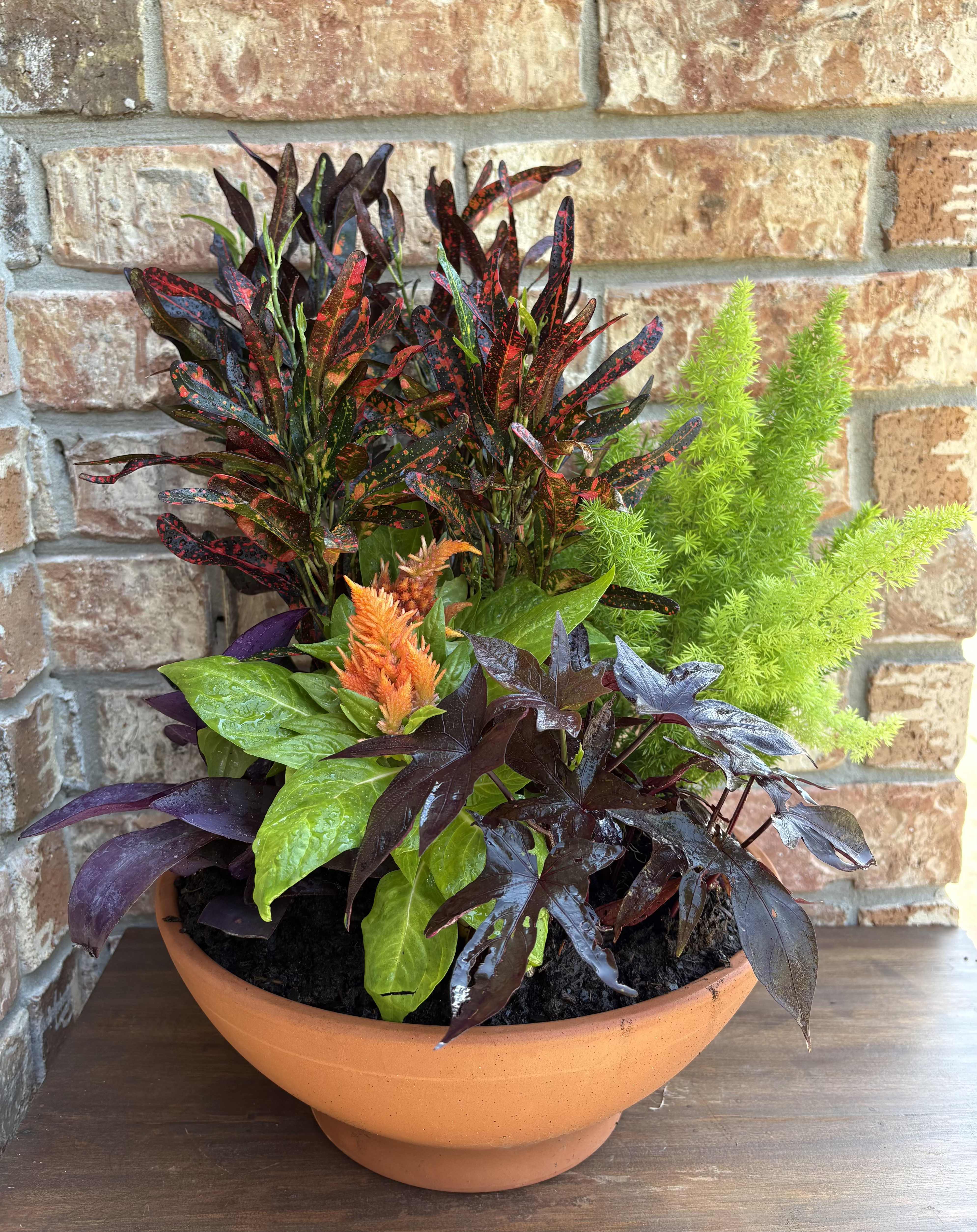 Potted mixed foliage plant arrangement in a terracotta bowl
