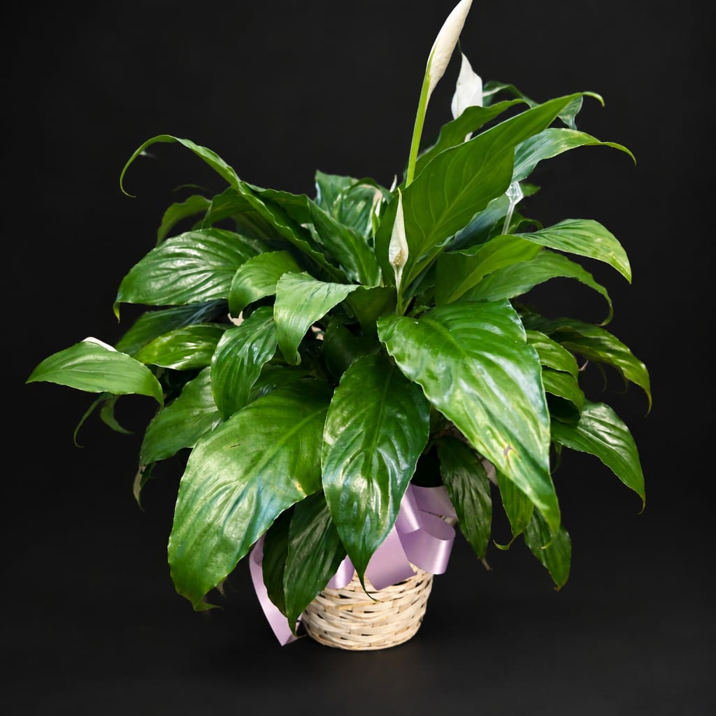 Potted peace lily with white blooms in a wicker basket