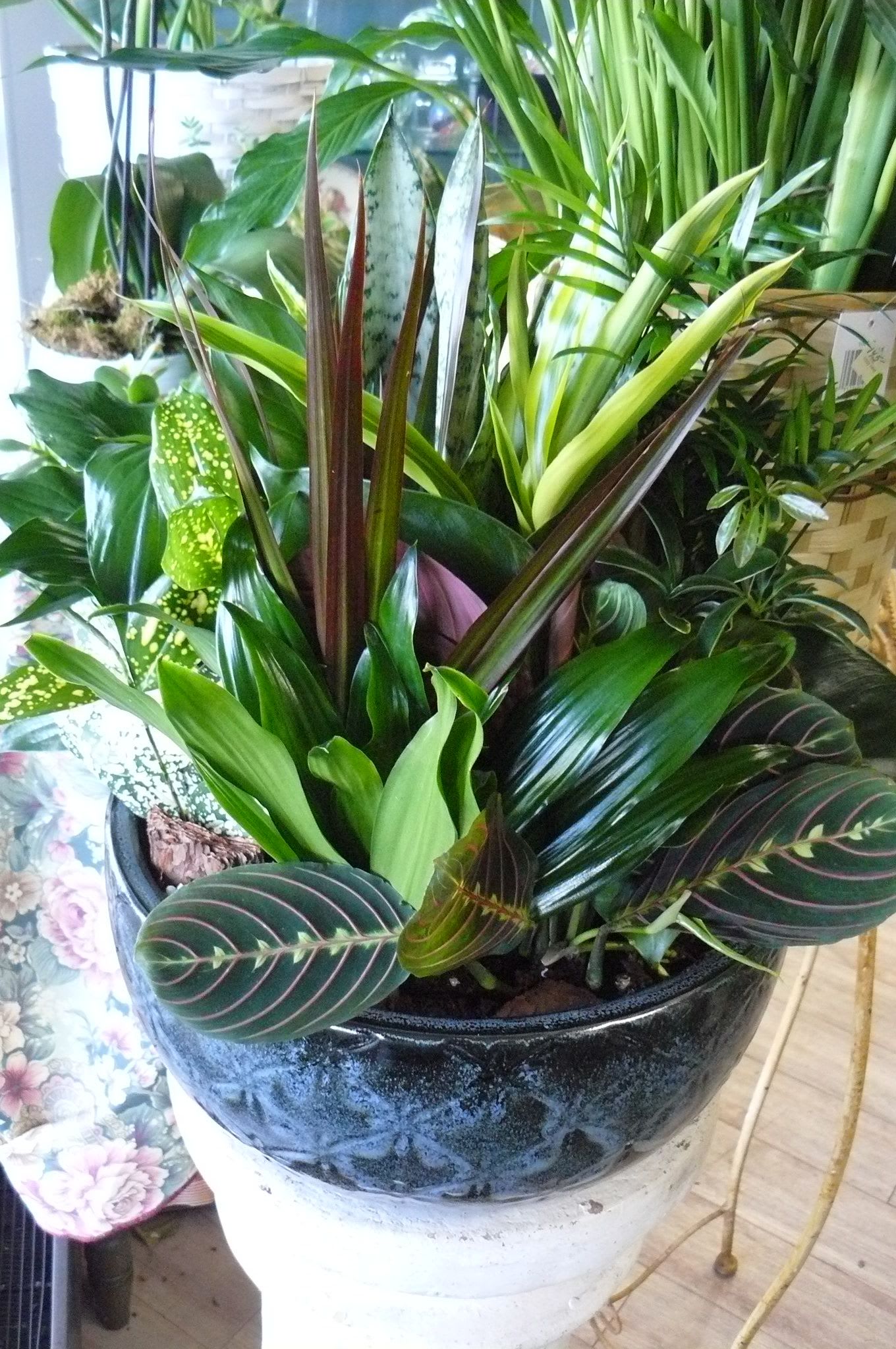 Mixed potted tropical plants in a black ceramic bowl