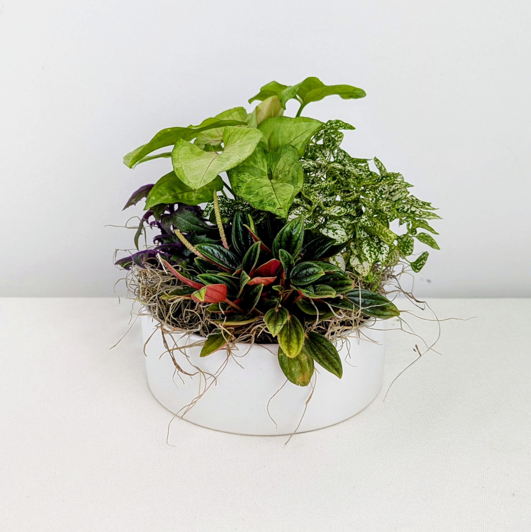 Mixed potted plants in a white round container