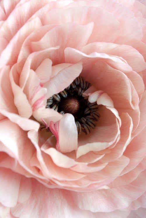 Close-up of a pale pink ranunculus bloom