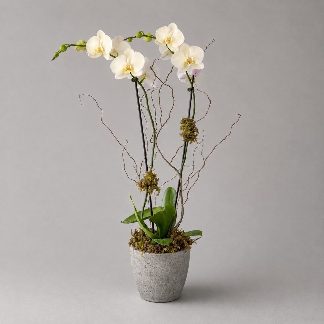 White orchid arrangement in a gray pot with moss and curly branches