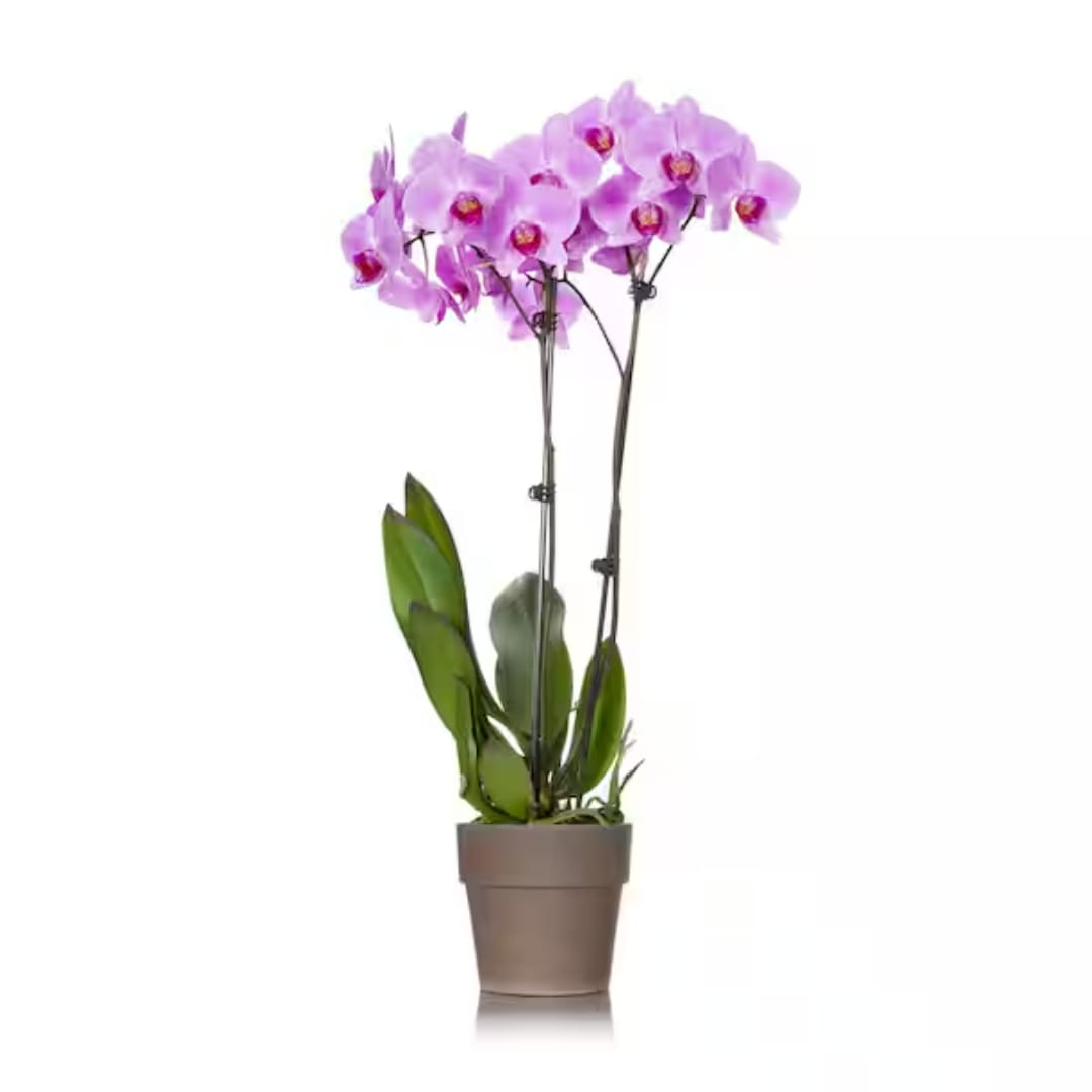 Potted orchid plant with pink-purple blooms in a brown container