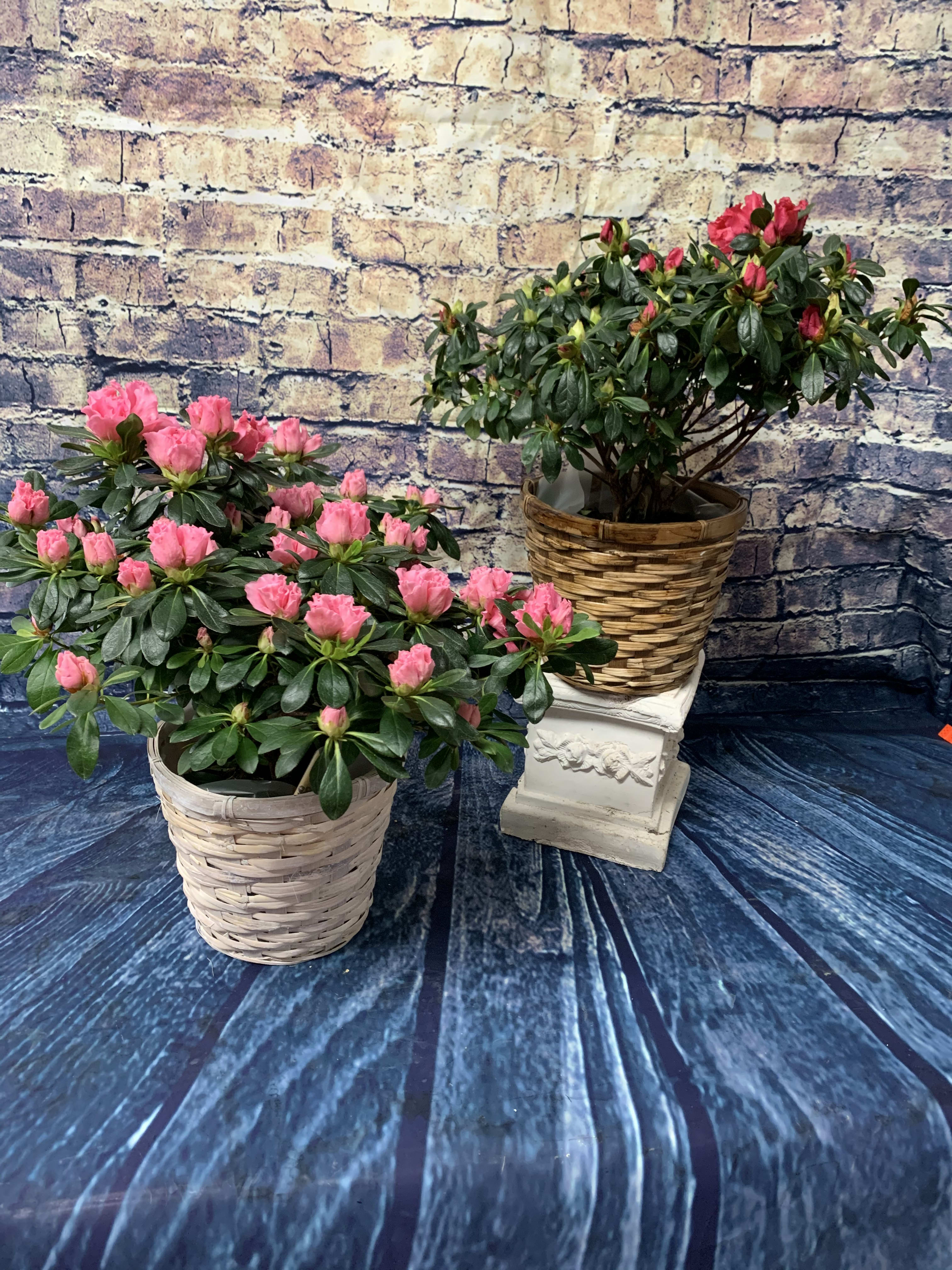 Two potted pink flowering plants in woven baskets