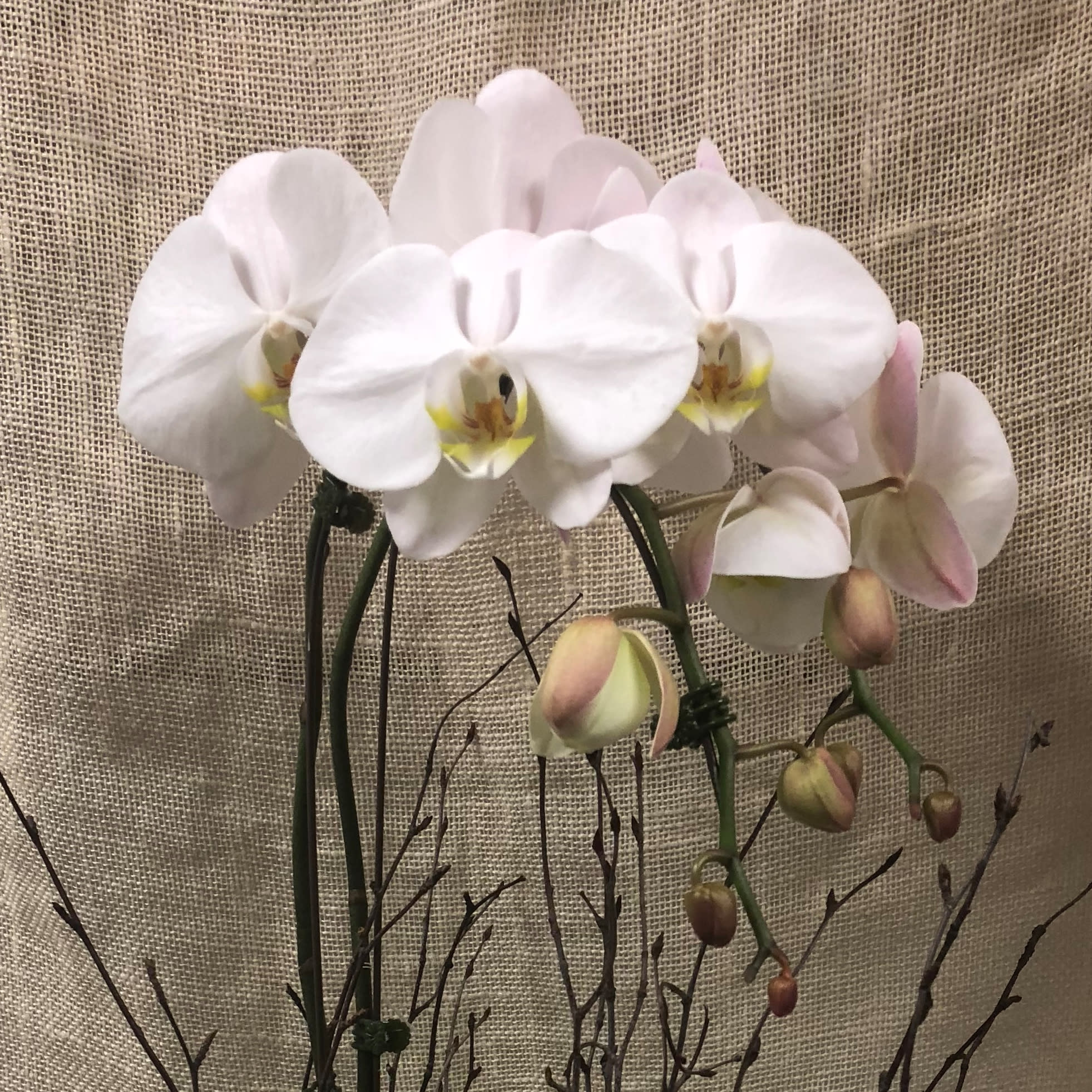 White Orchid- Phalaenopsis 2 spikes - This Modern design of a single orchid with two spikes of blooms is a showstopper, planted in a ceramic pot- enhanced with moss.  Classy and elegant. Occassionally, we get orchids that have a small amount of pink or green, but these orchids will be at least 75% white on the bloom.