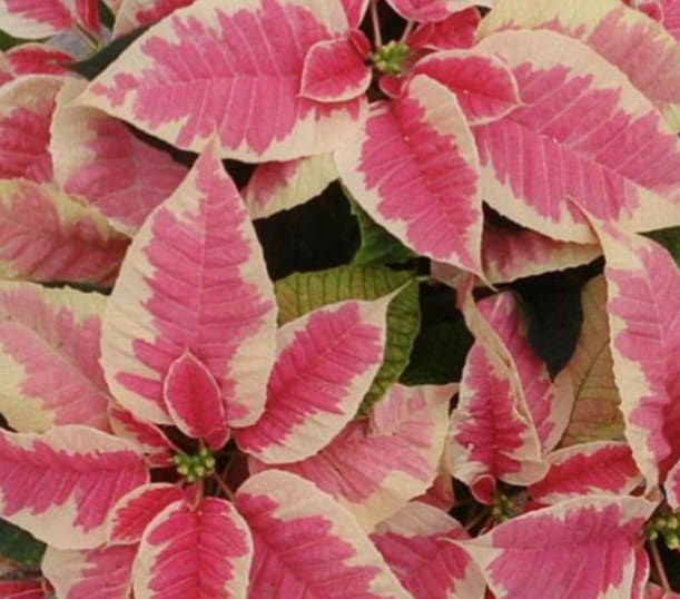 Close-up of pink and cream variegated poinsettia bracts