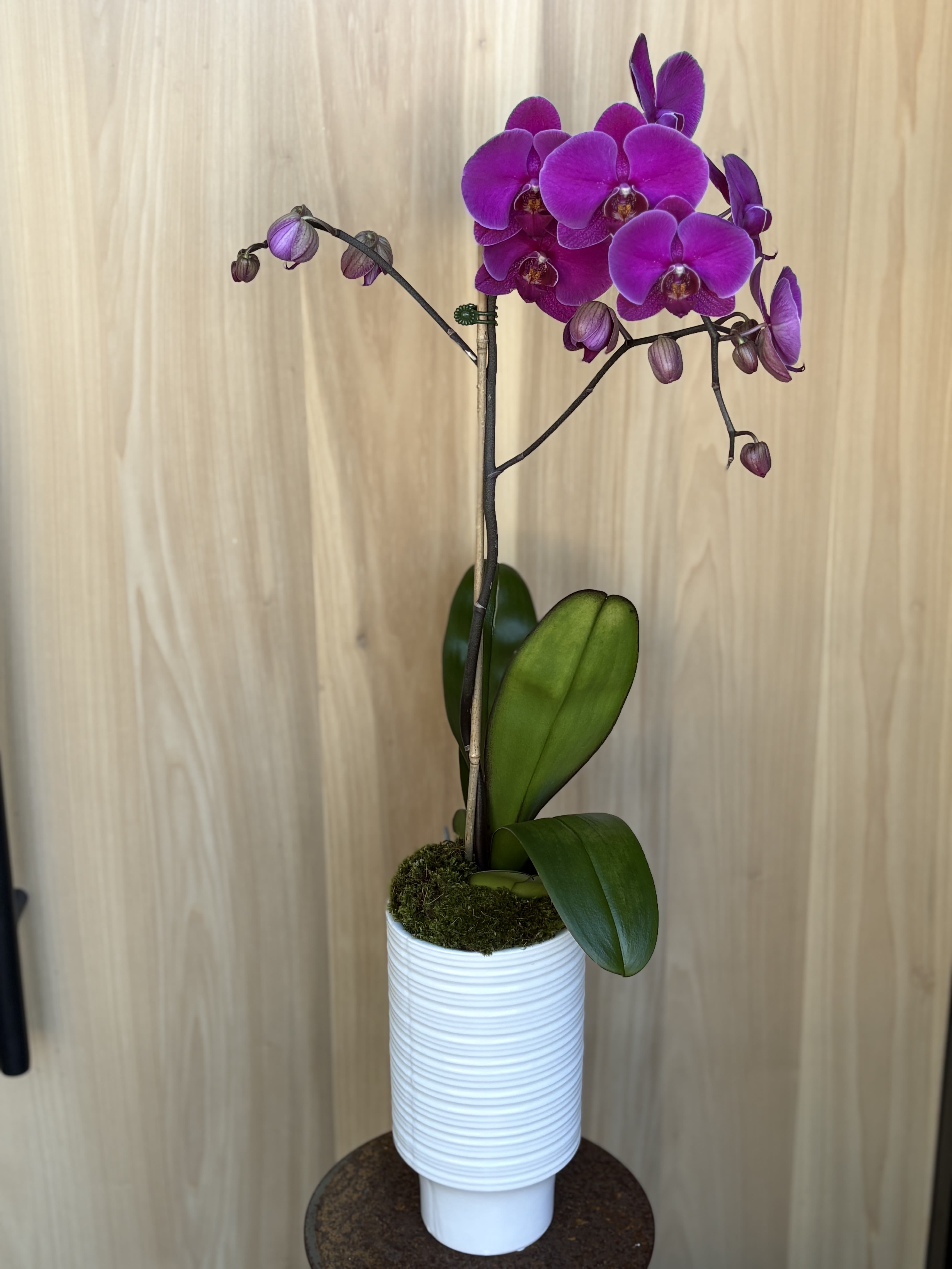 Purple orchid plant in a white ribbed pot