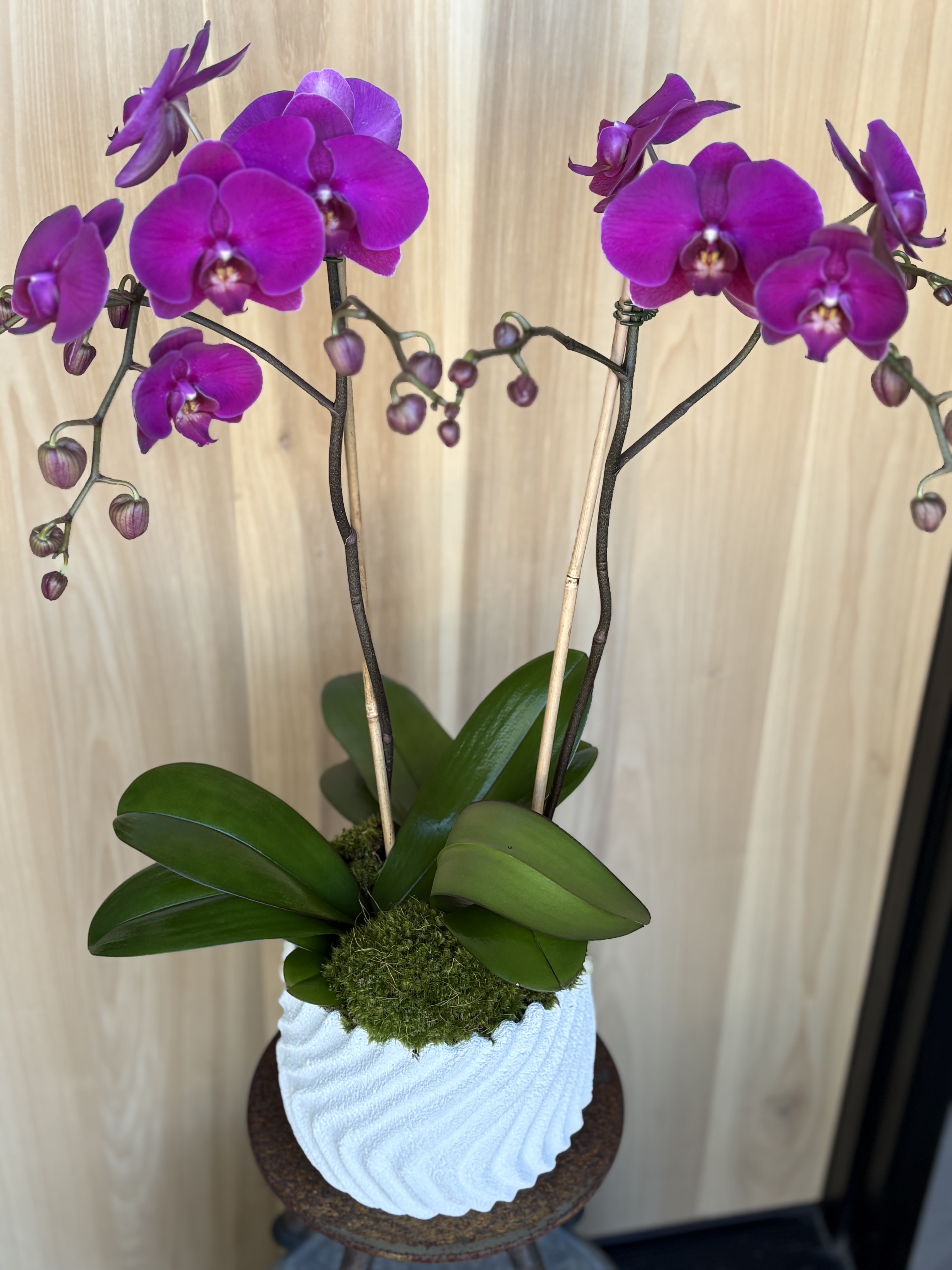 Purple orchid plant in a white textured pot