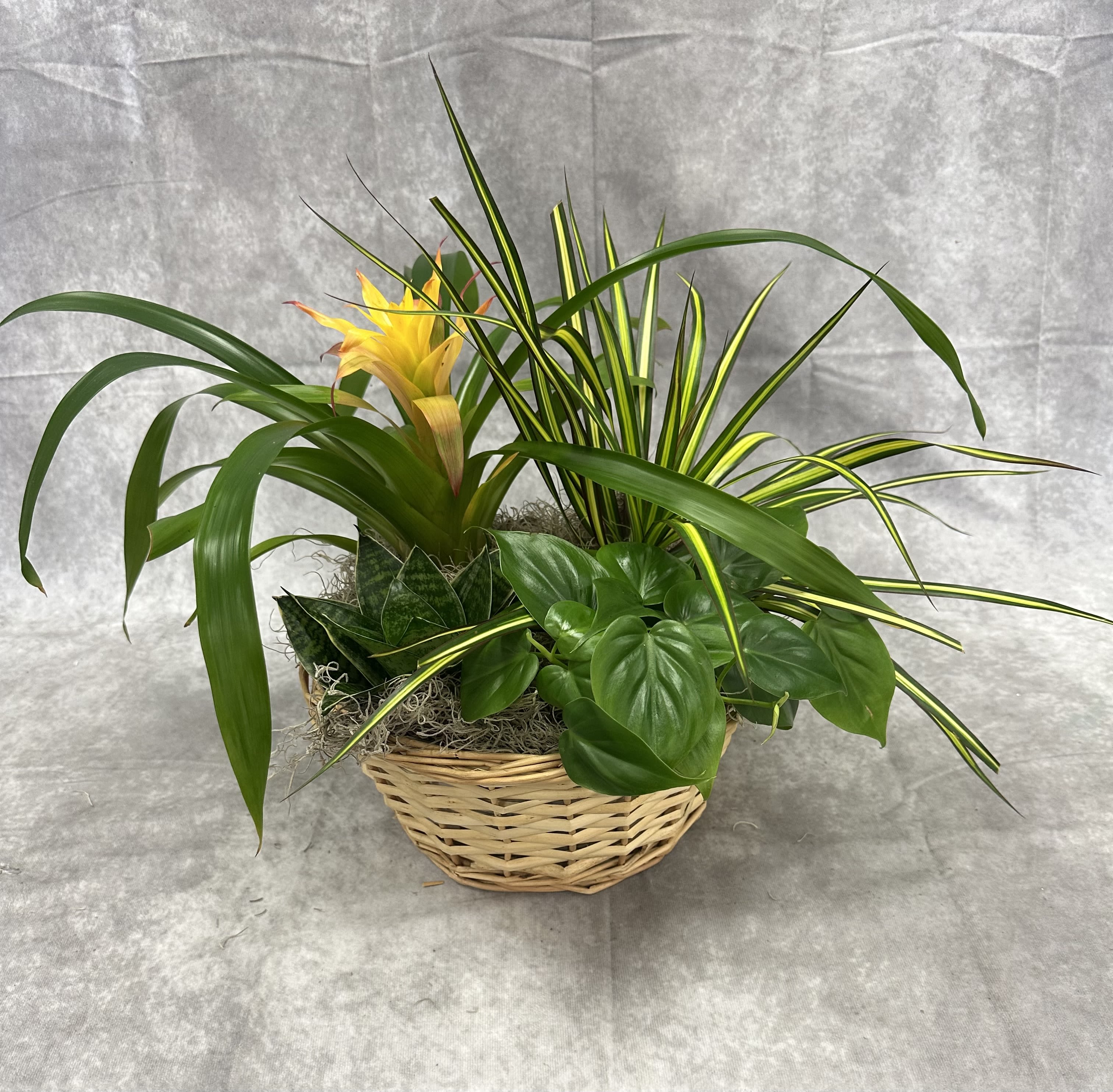 Assorted Garden Basket  - A beautiful, assorted mix of house plants for the home.  Comes with 4- different plants Each basket is made with a different assortment of plants, the plants in each order will vary and it will come in either a tin or wicker basket.