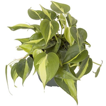 Potted green houseplant with heart-shaped variegated leaves