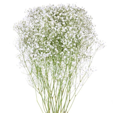 Tall bundle of baby's breath stems with clusters of tiny white flowers
