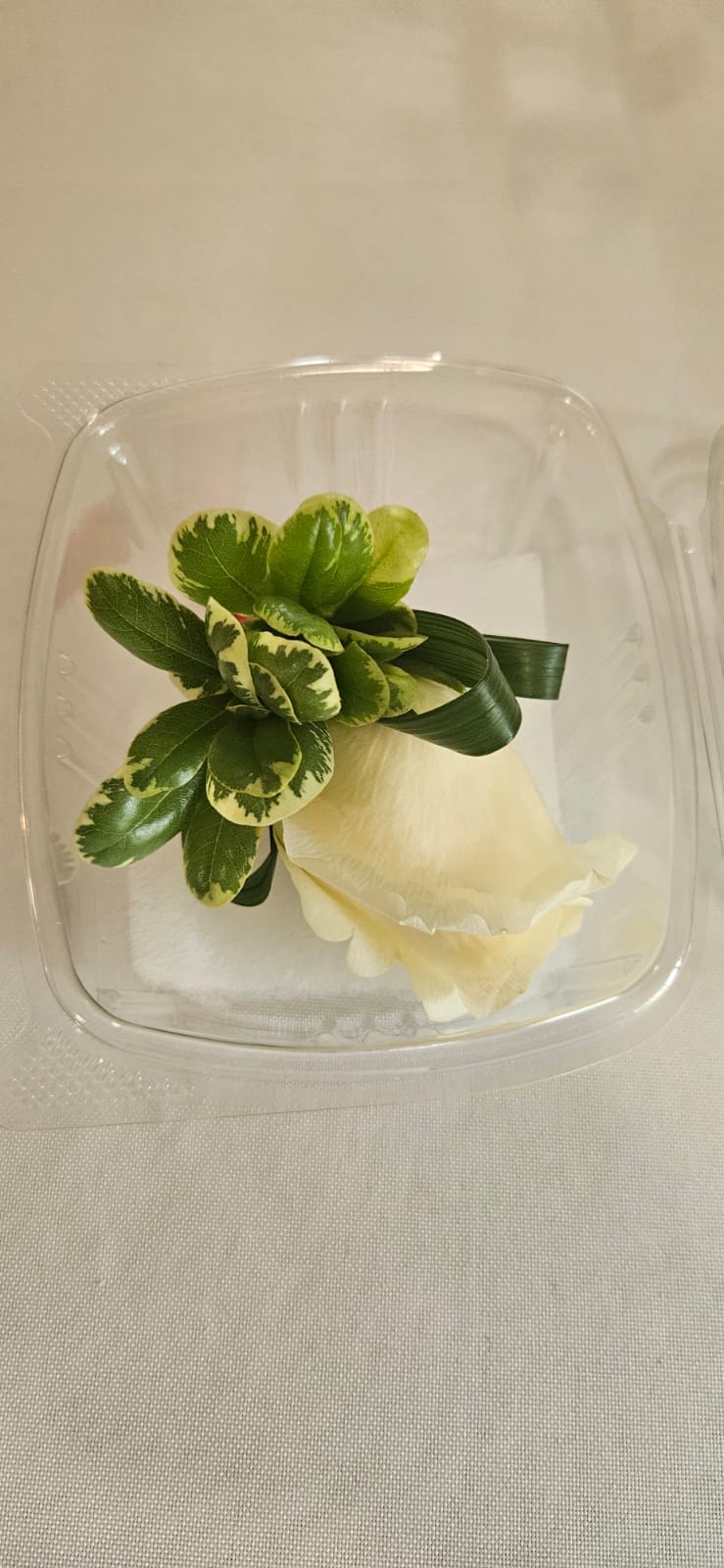 Single cream rose with green variegated leaves in a clear plastic container