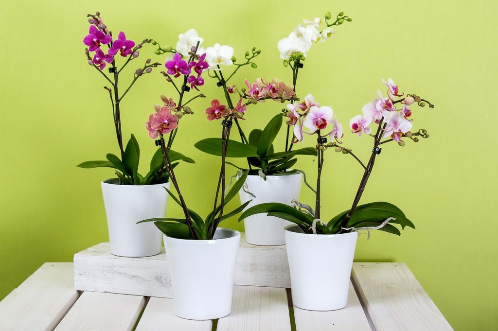 Four potted orchids with pink, white, and purple blooms in white pots