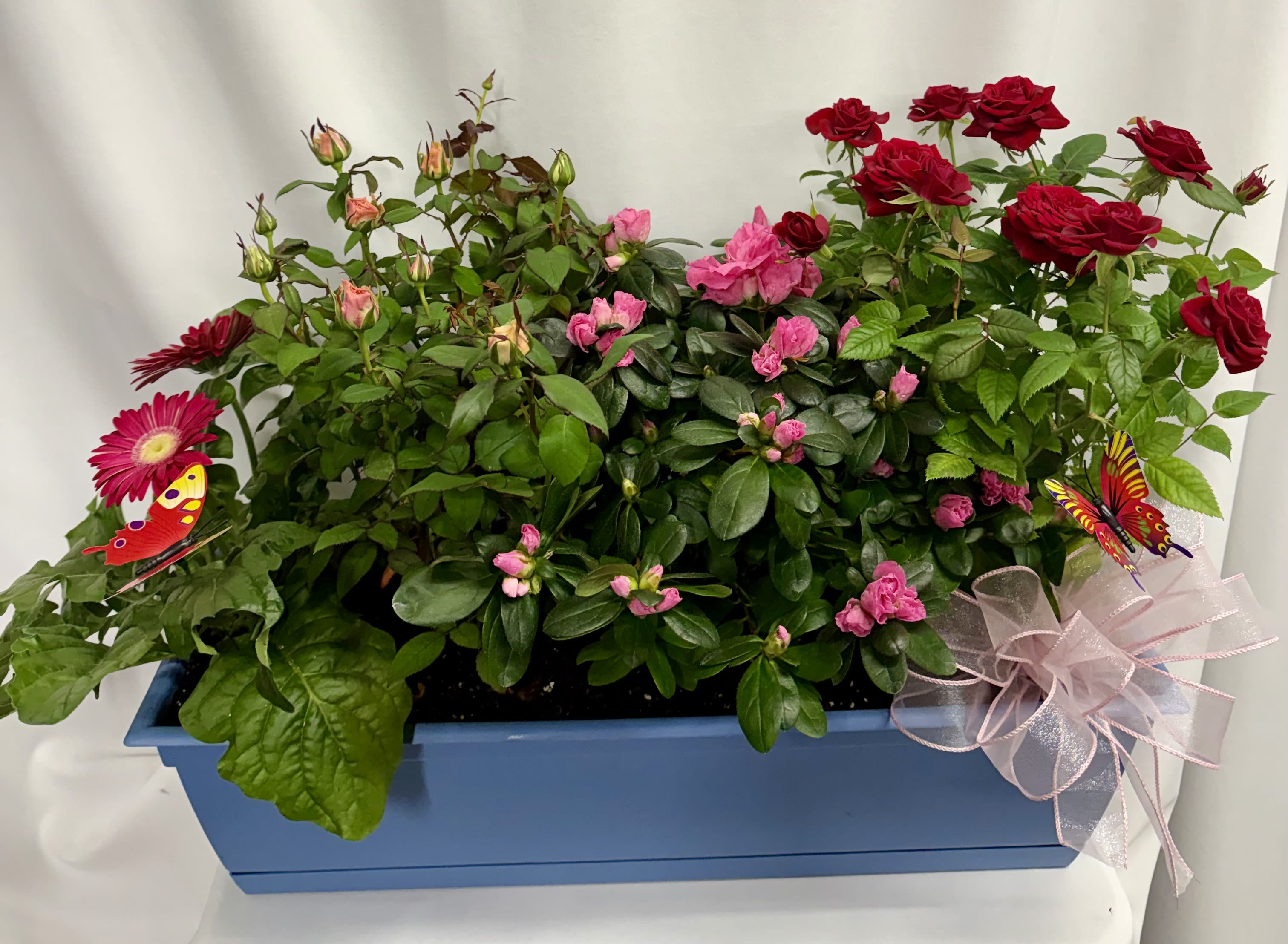 Potted patio garden - Mixed blooming plants potted in a rectangle plastic planter. Plants will vary. This will be a great splash of color to a front porch!