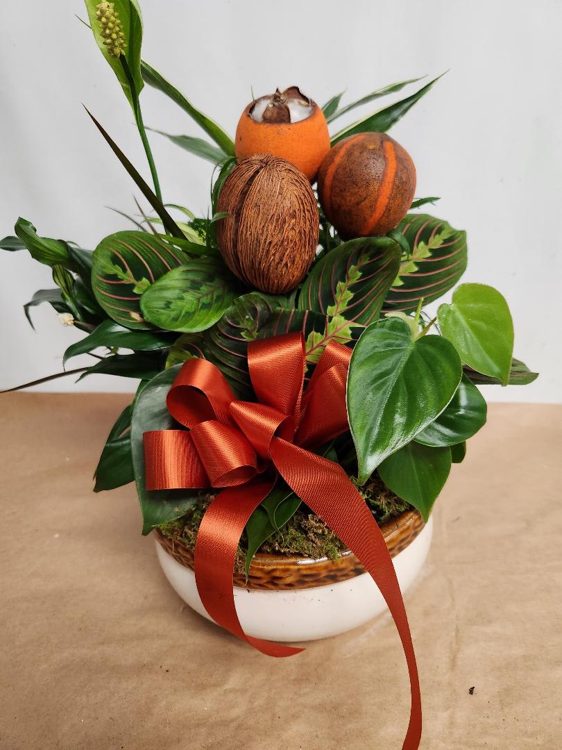 Tropical plant arrangement with coconuts and a red ribbon in a white bowl