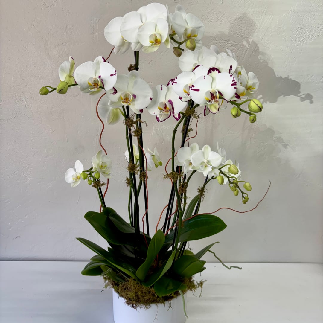 White orchids arranged in a white pot with green leaves