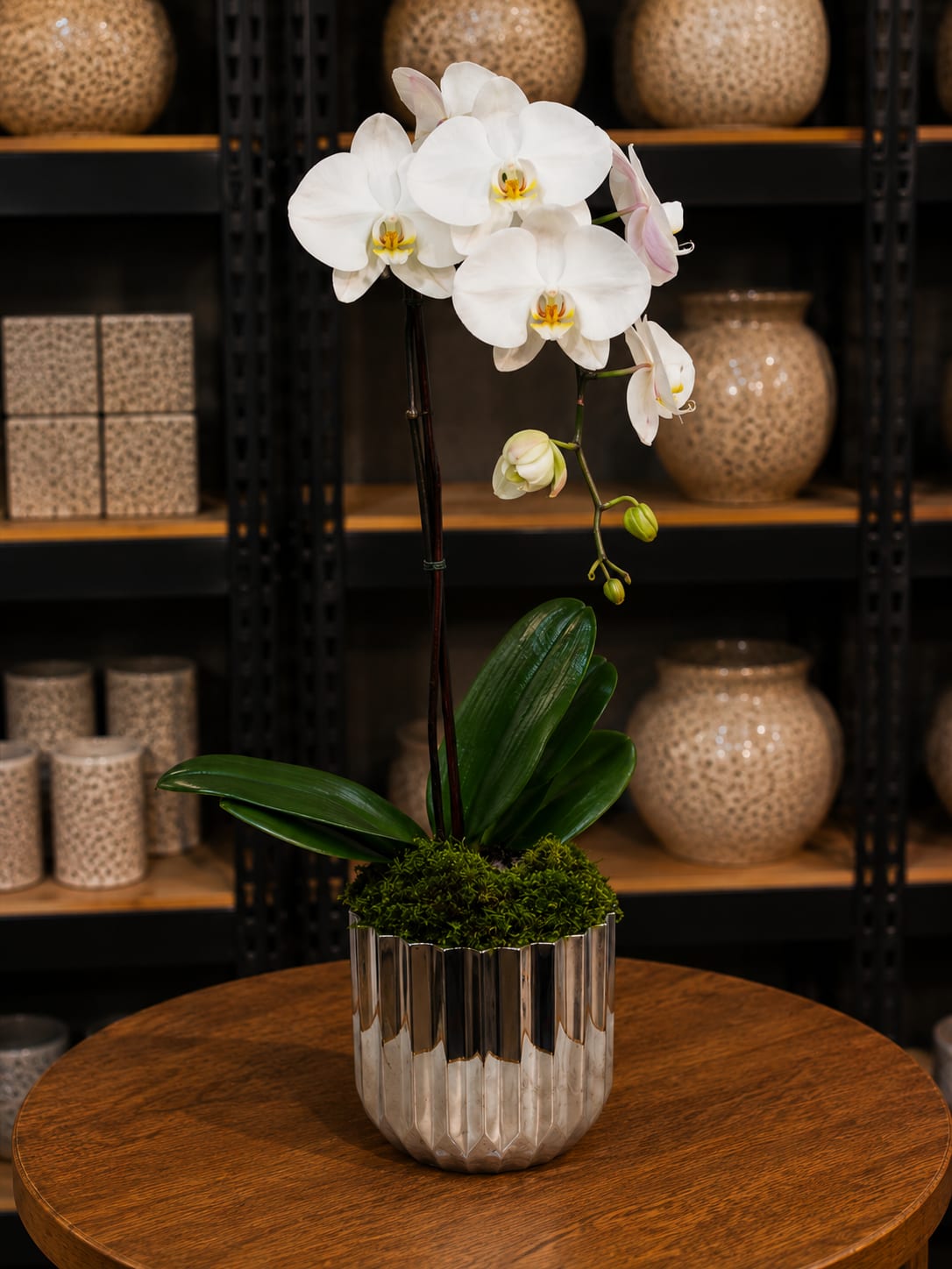 White orchid plant in a silver pot on a wooden table