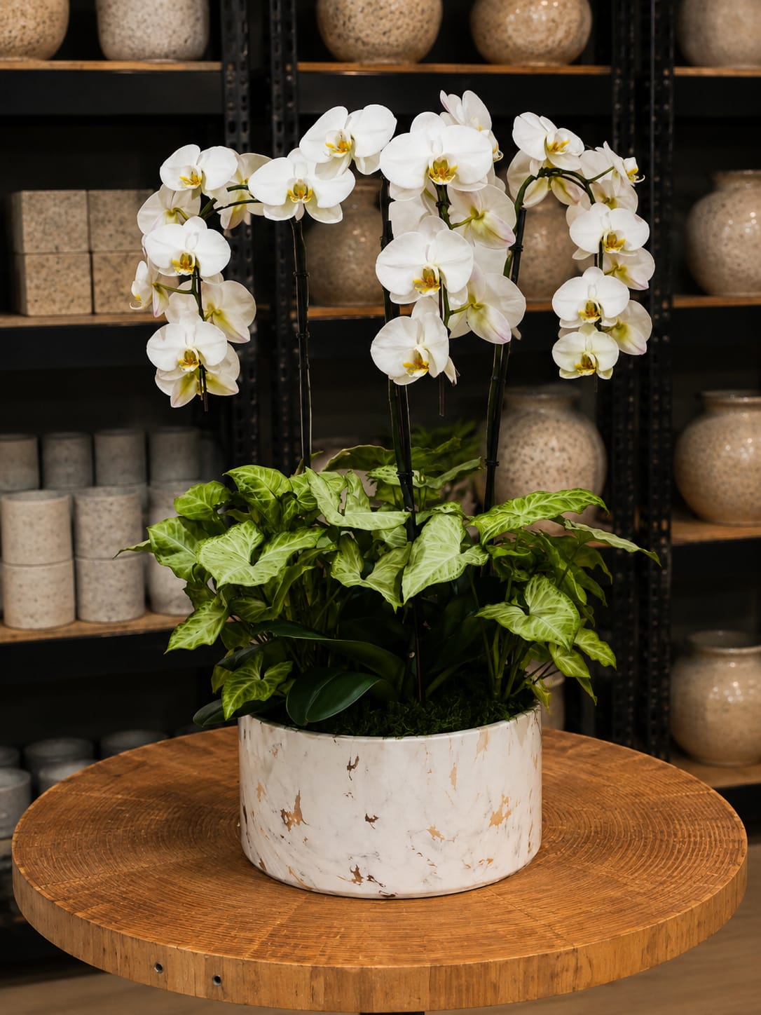 White orchids in a marble-look planter with green foliage