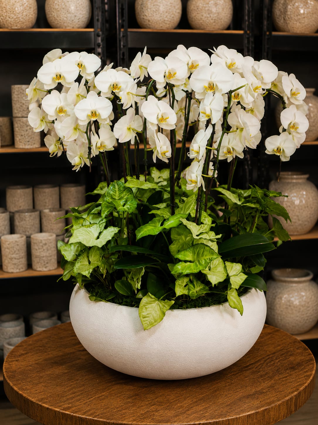 White orchids arranged in a white bowl planter with green foliage