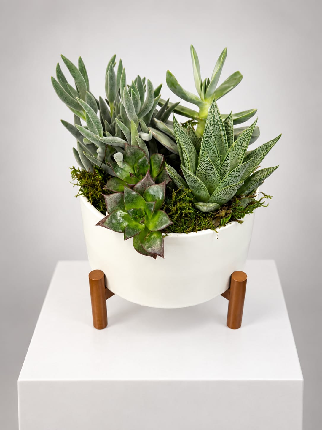 Potted succulent arrangement in a white planter on a stand