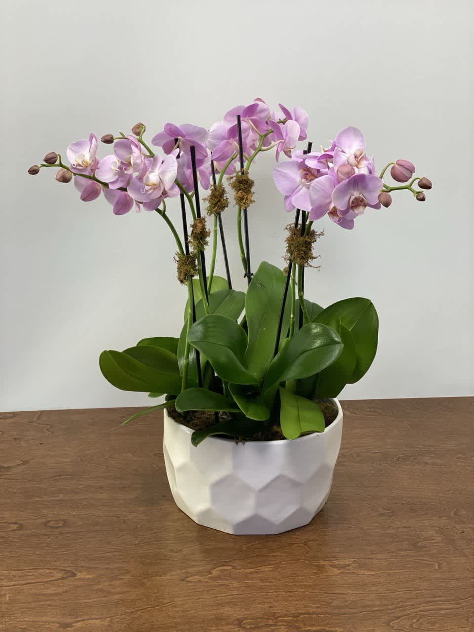 Pink orchid plant in a white geometric pot