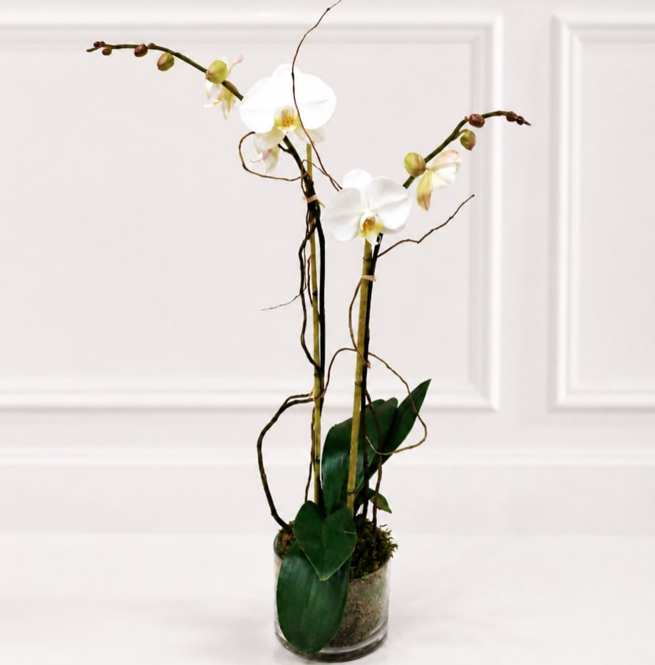 White orchids in a clear glass vase with dark green leaves