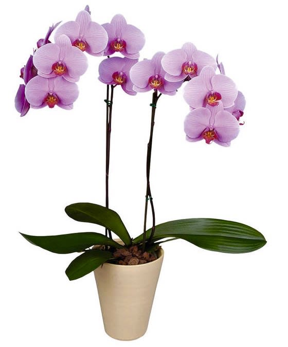 Potted orchid plant with light purple blooms in a beige pot
