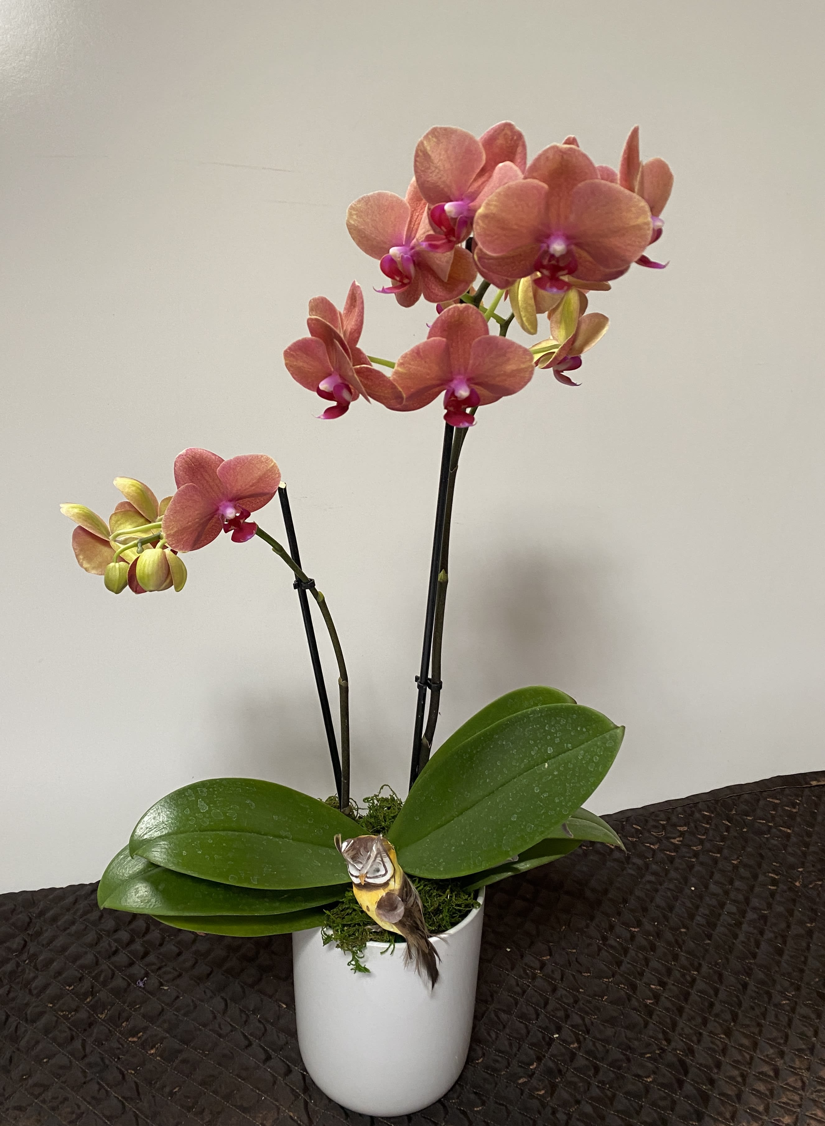 Potted orchid with pink blooms in a white container