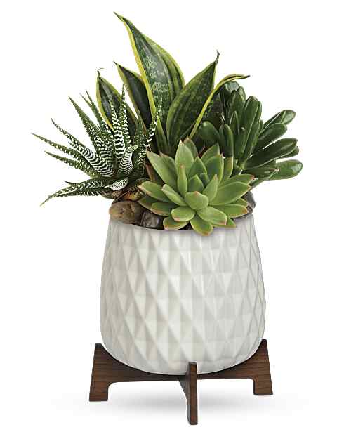 Succulent arrangement in a white textured pot on a wooden stand