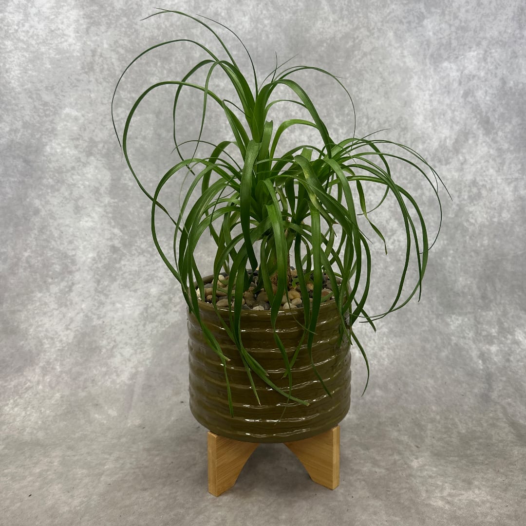 Potted green plant in a ribbed ceramic pot on a wooden stand