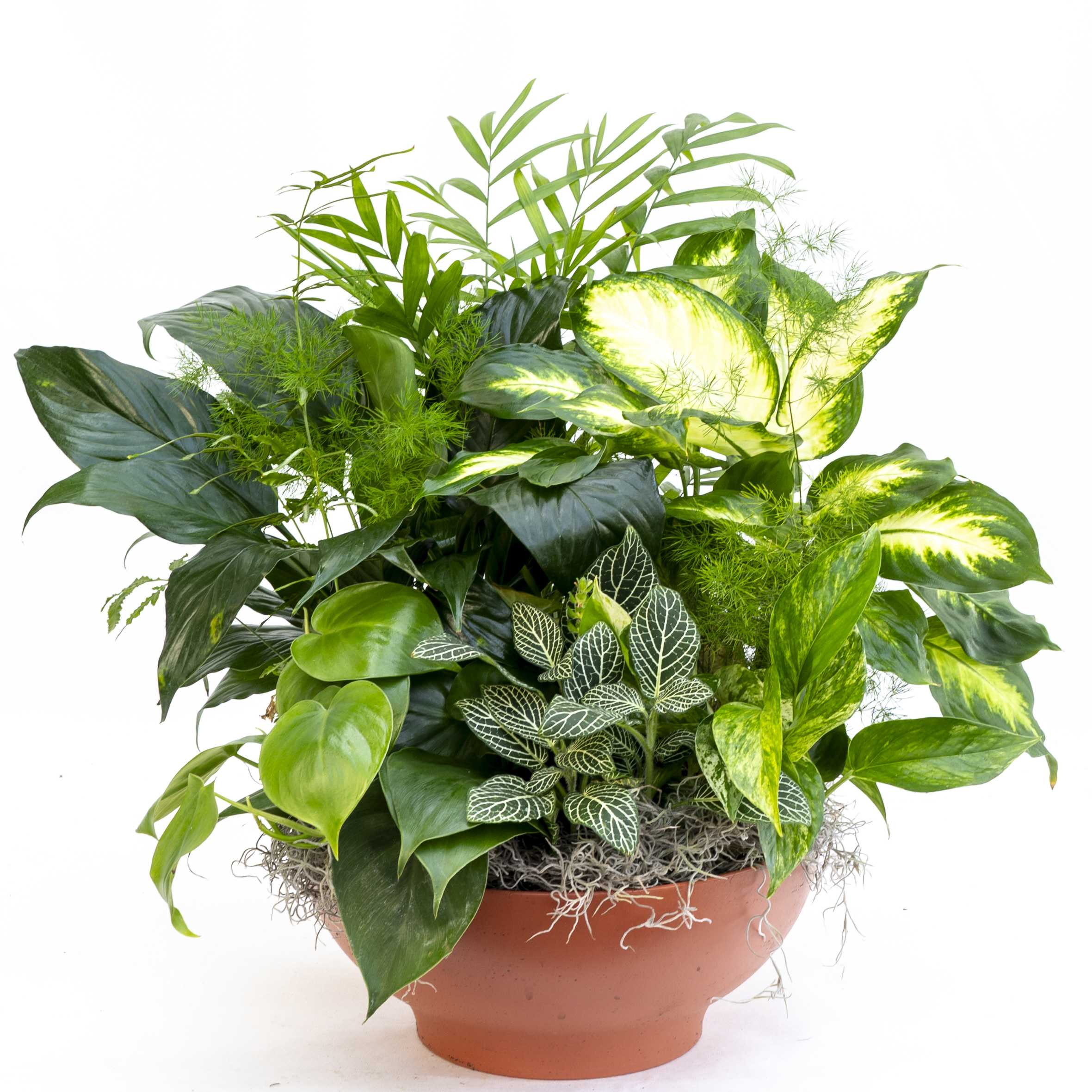 Assorted green houseplants arranged in a low terracotta bowl planter