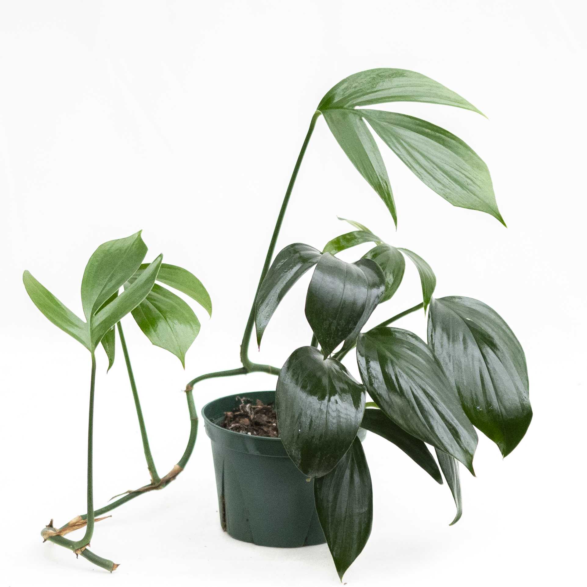 Potted green houseplant with long trailing stems and broad leaves