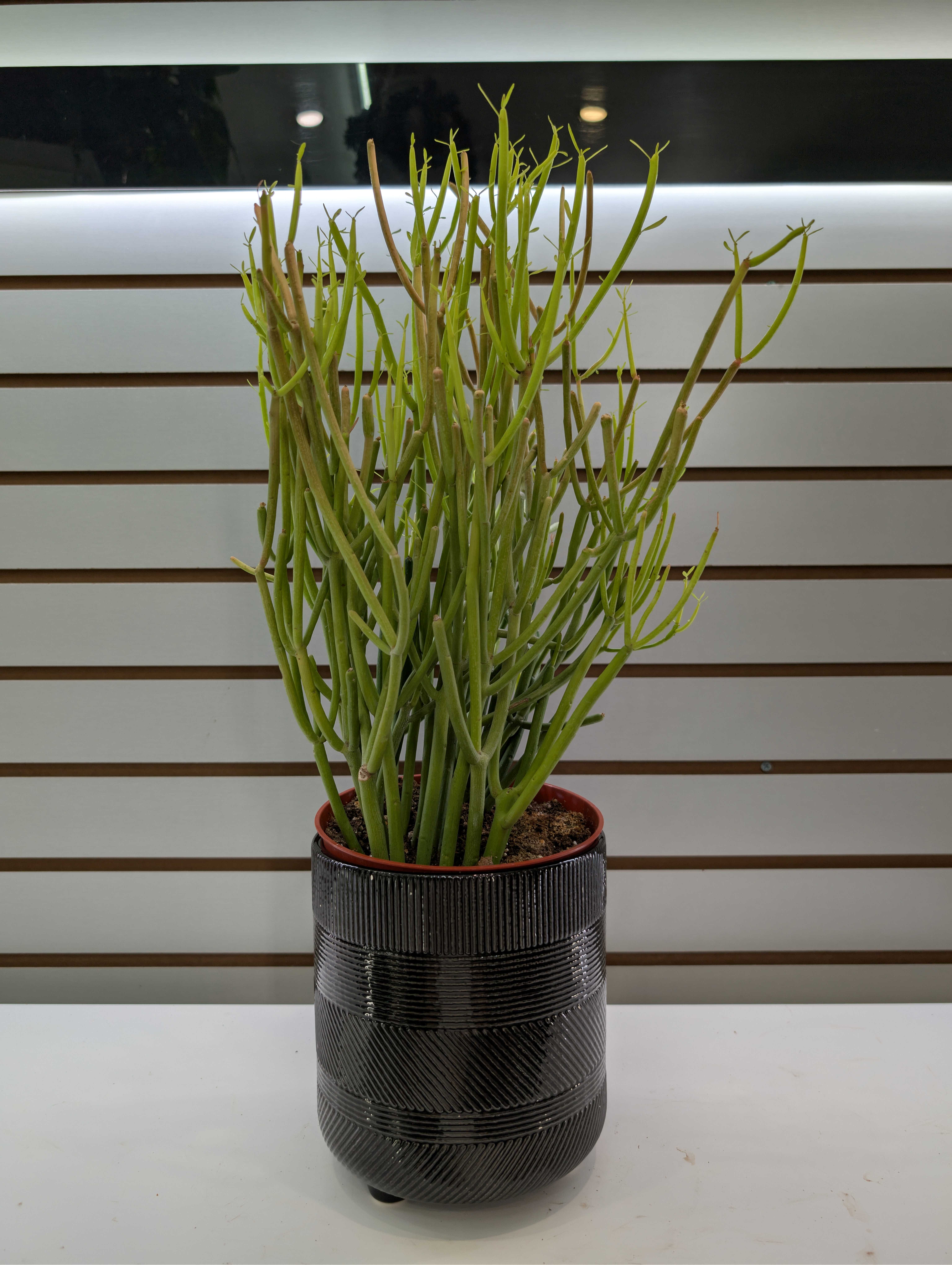 Potted succulent plant with tall green stems in a black ribbed planter