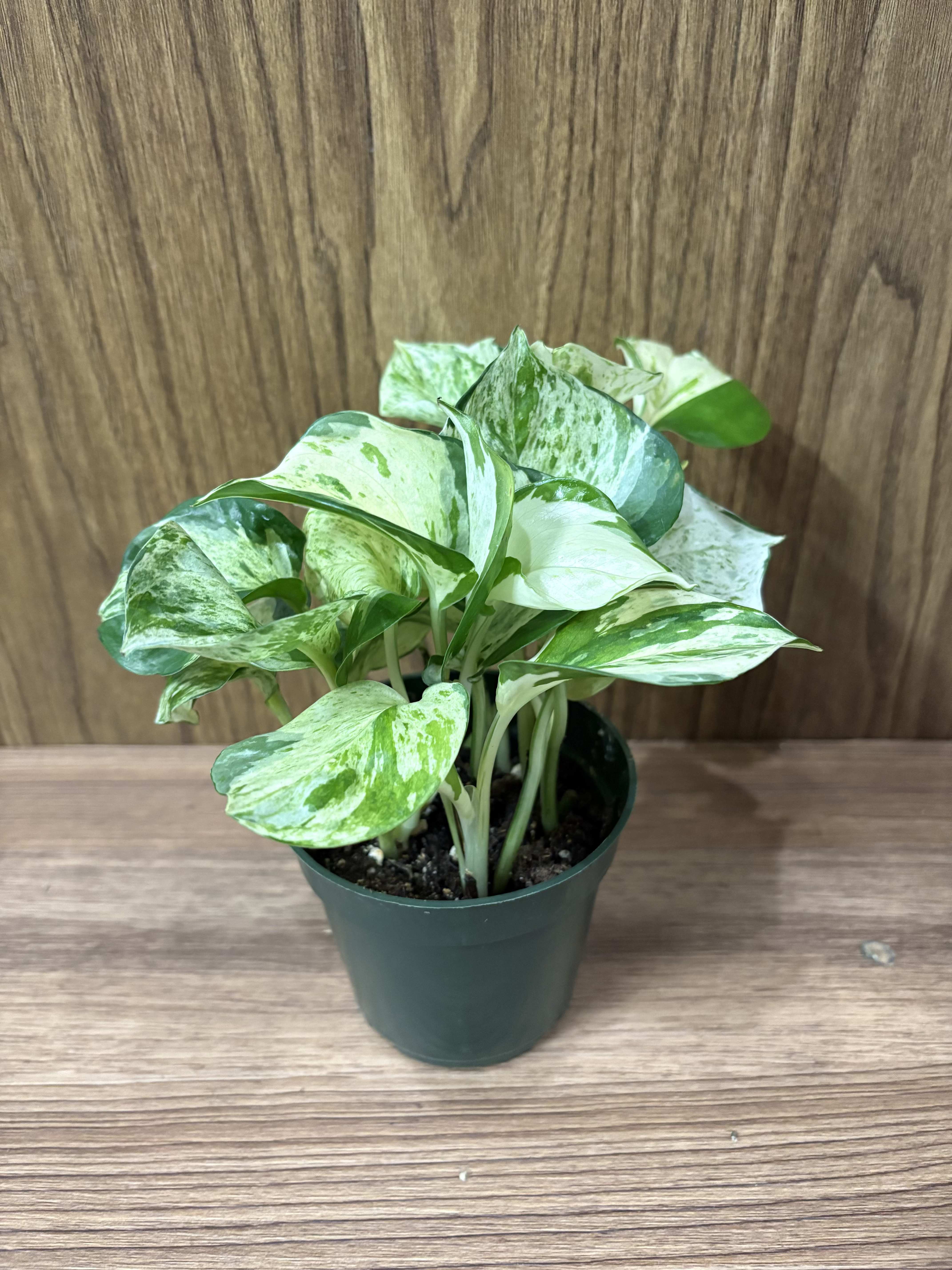 Variegated green-and-white potted plant in a plastic nursery pot