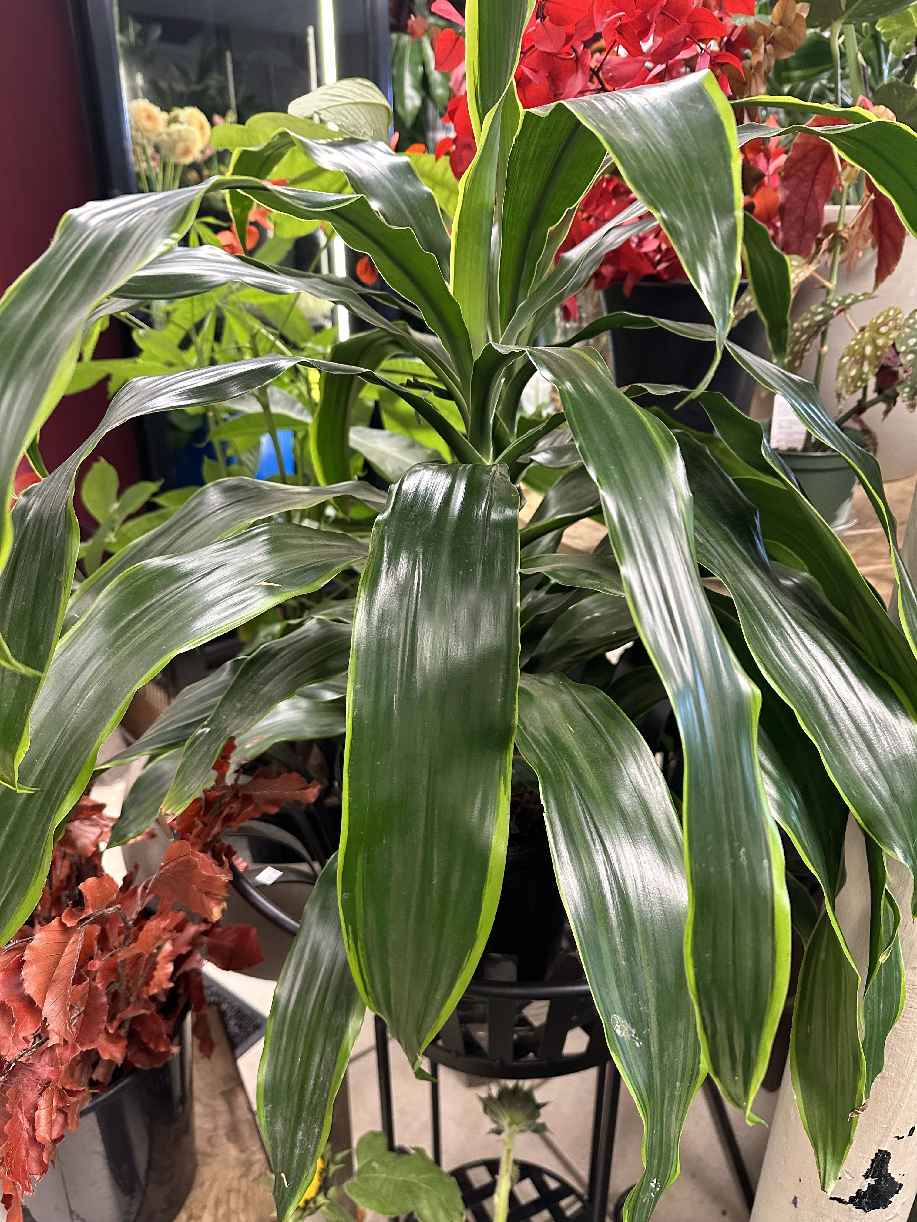 Potted dracaena plant with long glossy green leaves