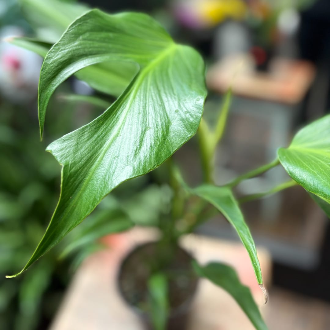 Close-up of a green potted plant with large glossy leaves