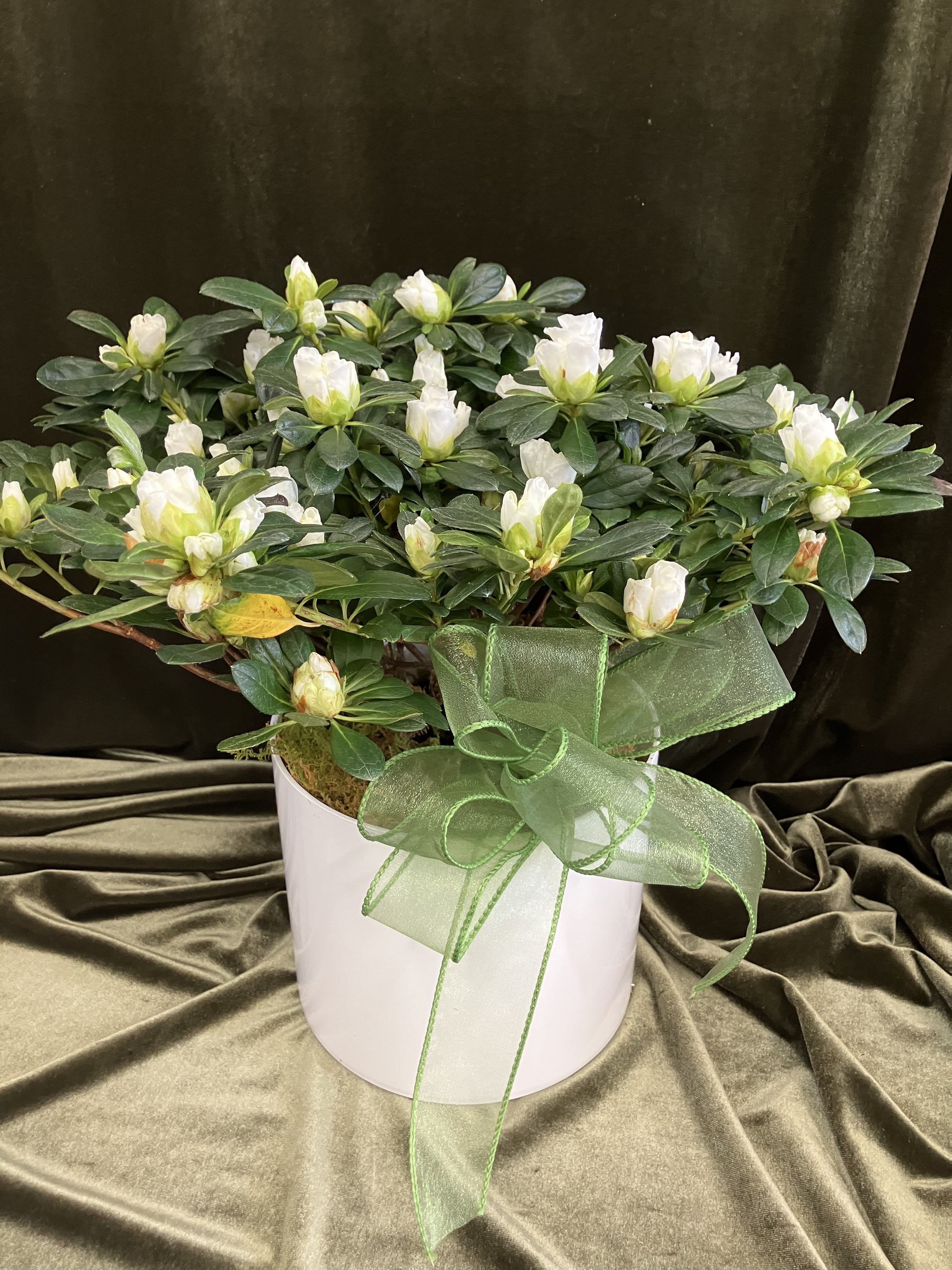 Potted plant with white blooms in a white container accented by a large green ribbon bow