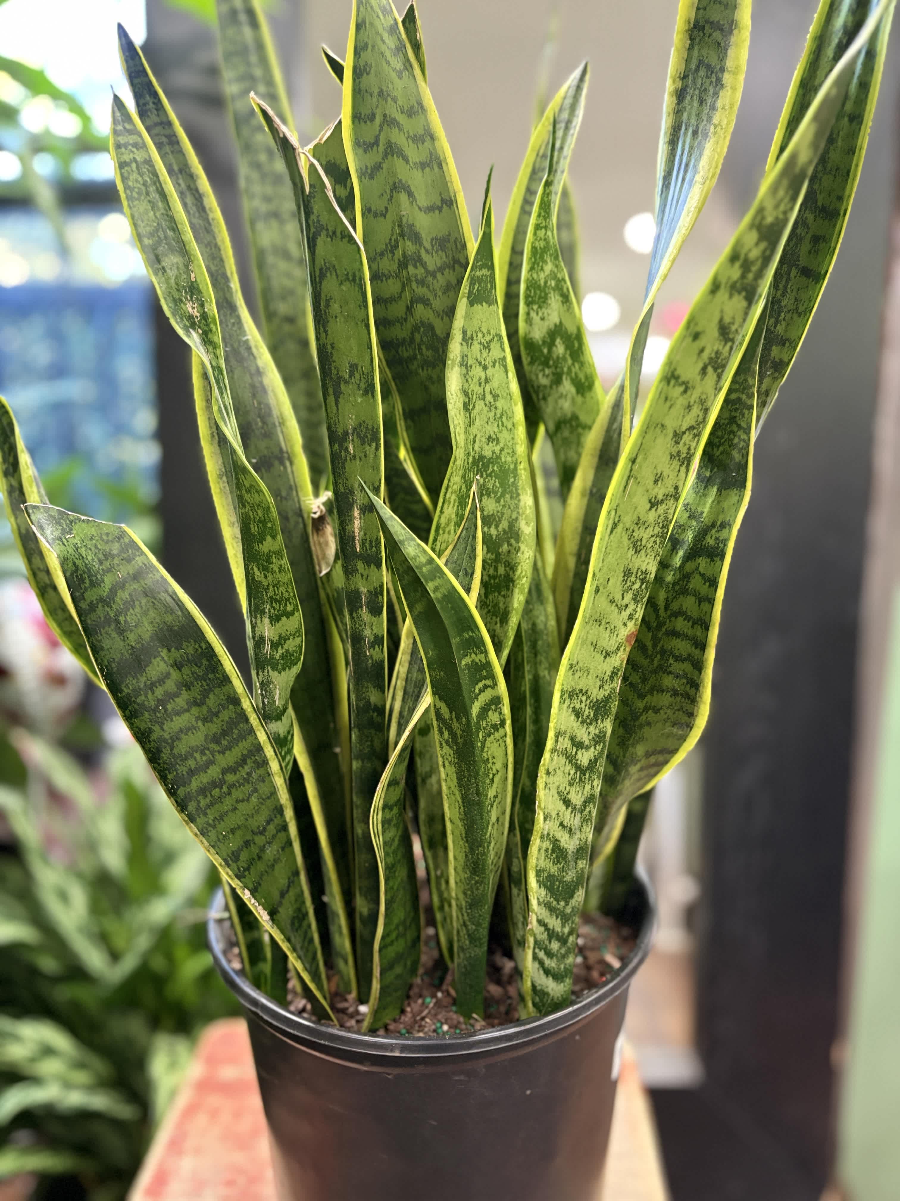 Potted snake plant with tall variegated green leaves