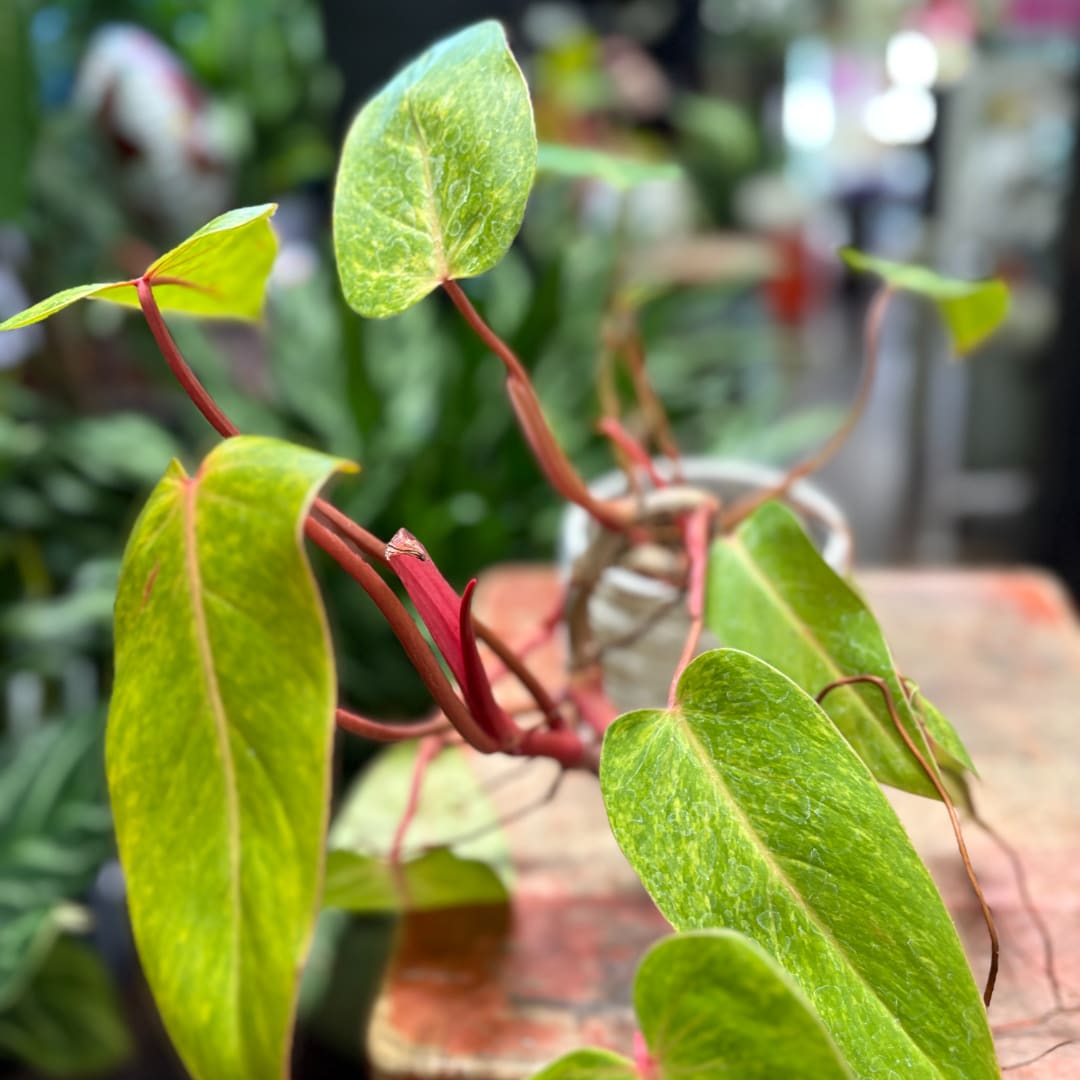 Potted plant with elongated green leaves and red stems