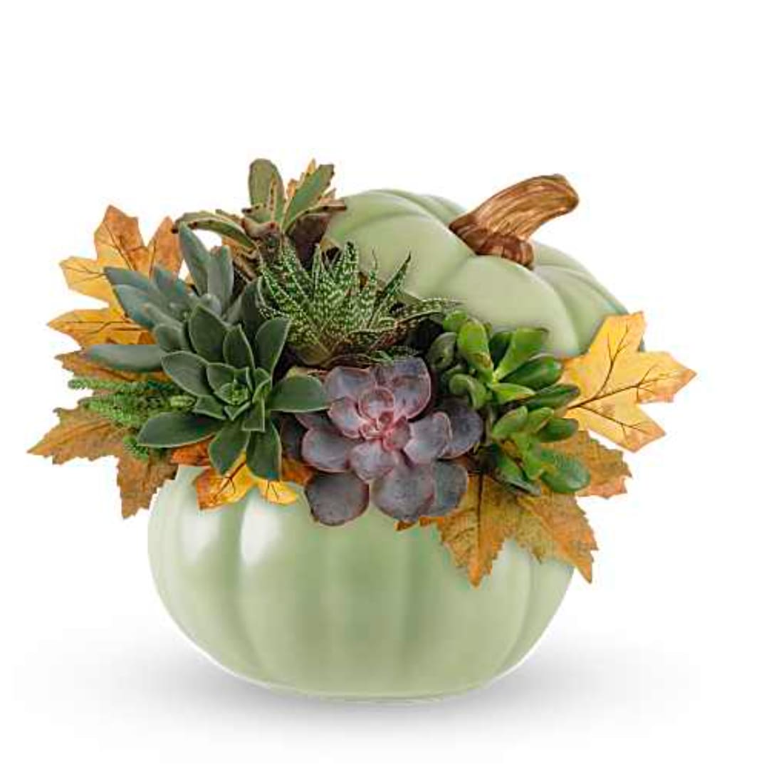 Teleflora's Sage Pumpkin Succulent Garden - This delightful fall arrangement of assorted succulents is sure to attract compliments, nestled inside a charming sage pumpkin accented with hand-painted details. Teleflora's Sage Pumpkin Succulent Garden features a delightful assortment of succulents carefully arranged in their signature Sage Harvest Pumpkin. Orientation: All-Around