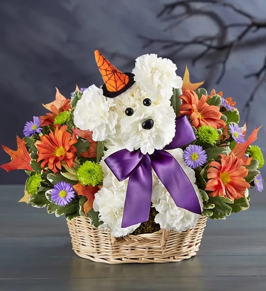 192439 Witchy Pooch - EXCLUSIVE Our truly original a-DOG-able will cast its spell this Halloween! Crafted from fresh, white carnations, vibrant blooms all around, this canine creation comes complete with a witch’s hat, creating a frighteningly fun gift for Halloween parties or fall birthdays. Add our Happy Halloween Mylar balloon to really lift their spirits.