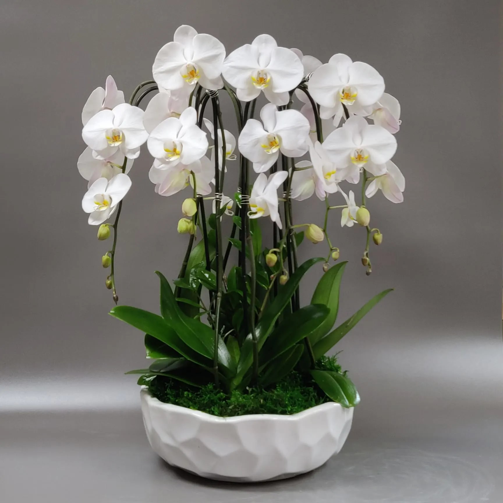 White orchids arranged in a white ceramic bowl planter