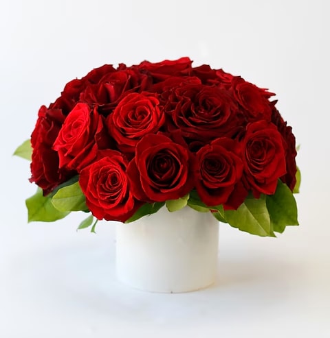 Red roses arranged in a white round vase