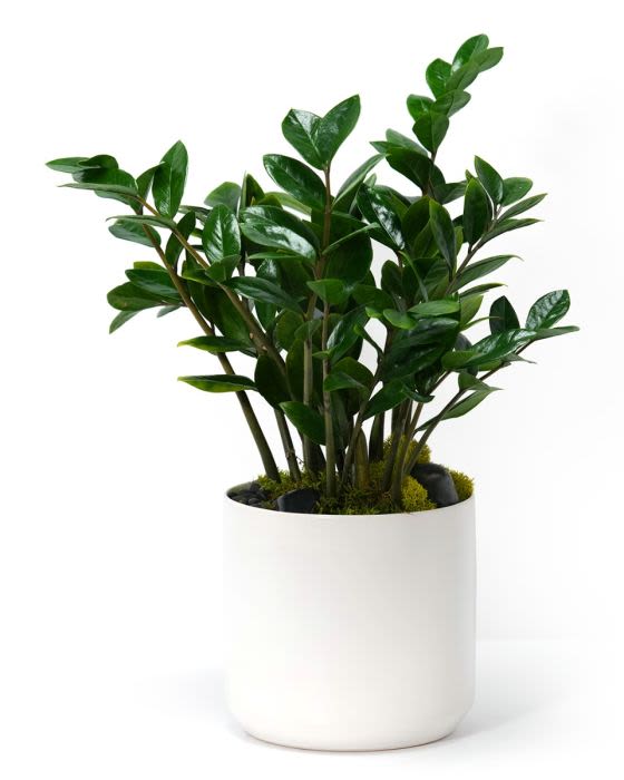 Dark green leafy potted plant in a smooth white round container