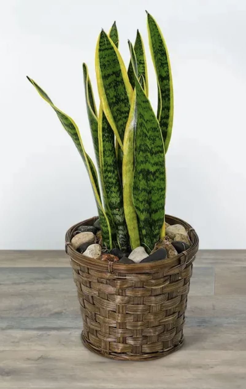 Snake plant in a woven basket planter with decorative stones