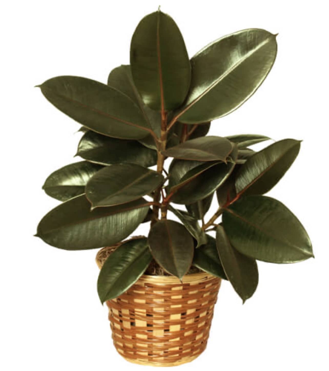Potted rubber plant in a woven basket planter