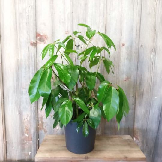 Schefflera Plant - 8" Schefflera in decorative container. Container color may vary.