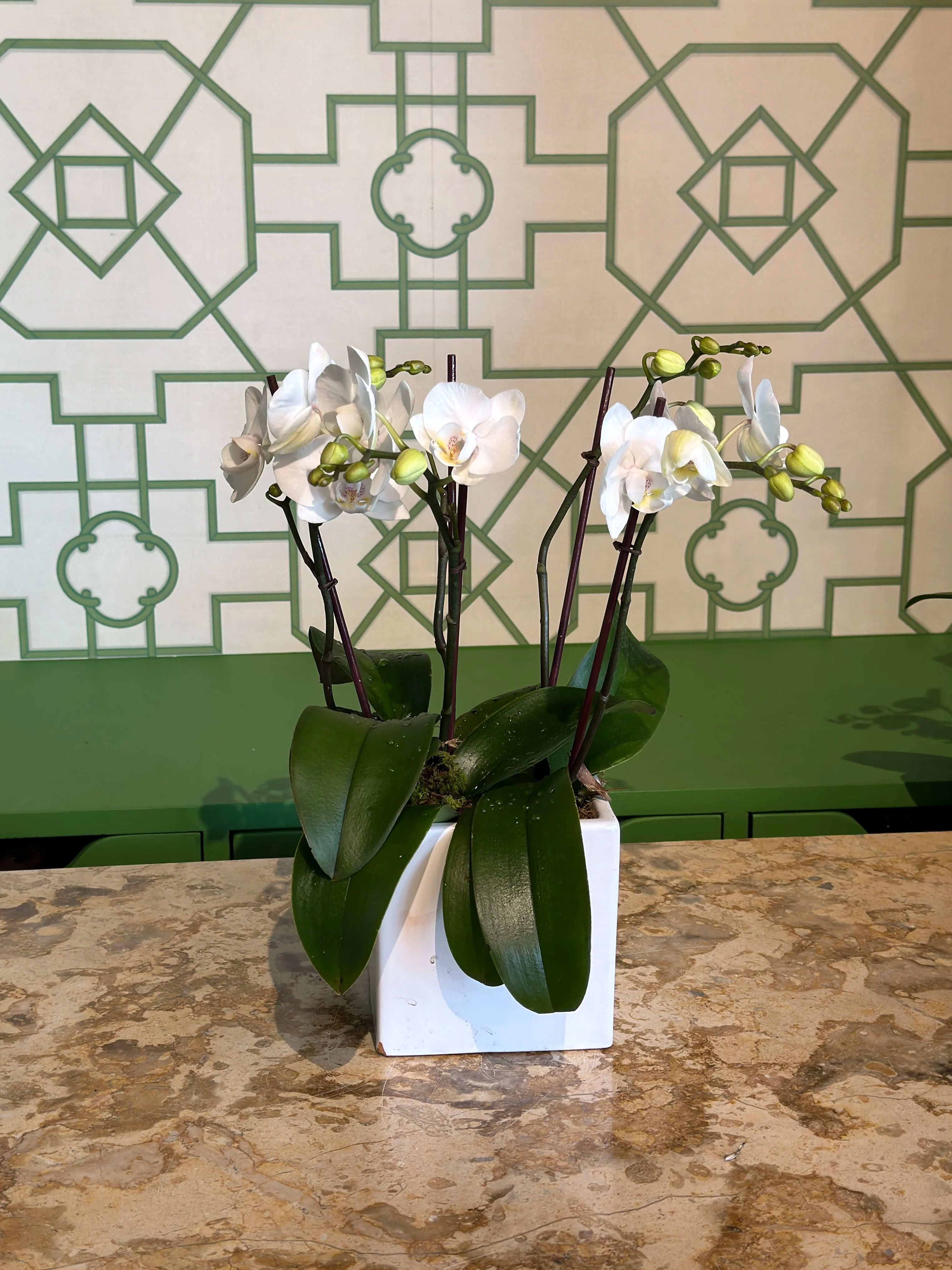 White orchids in a square white pot with broad green leaves