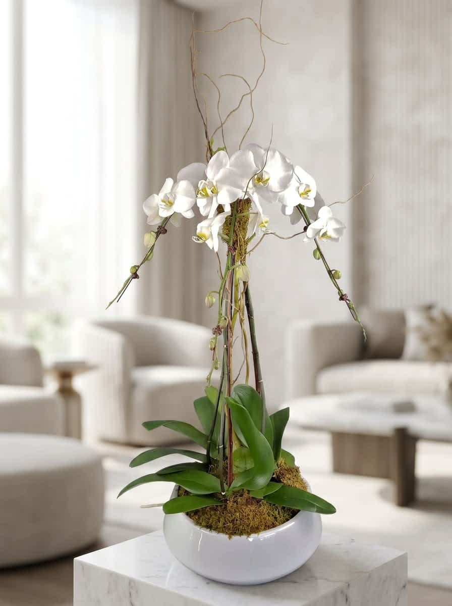 Opulent Orchids (DB) - Elevate the beauty of your living space with our exquisite Phalaenopsis Orchids. This ensemble features three magnificent orchids potted in a white ceramic container and accented with air plants, moss, and bamboo, creating a stunning and harmonious display.