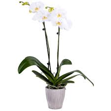 Potted orchid plant with white flowers in a ribbed white pot